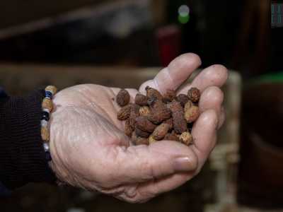 �Innanzitutto si preparano i noccioli delle olive�...